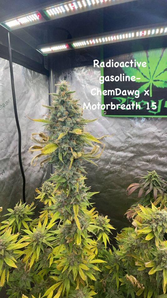 Radioactive Gasoline Photo fem